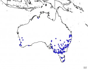 Cleavers distribution