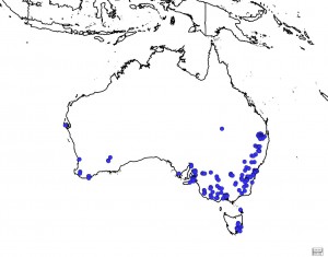 Salsify (Tragopogon porrifolius) distribution