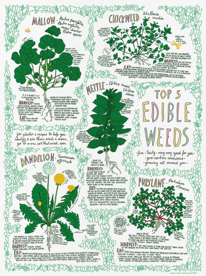 Top 5 Edible Weeds poster